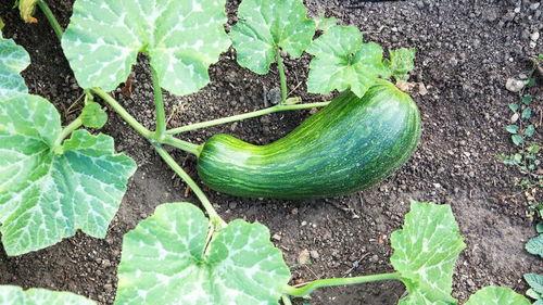 宝宝可以吃瓠瓜,瓠瓜营养美味，助力健康成长