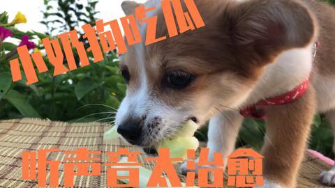 带狗吃瓜,带狗吃瓜的欢乐时光