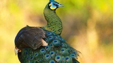 绿孔雀吃瓜,探寻大自然的美食奥秘