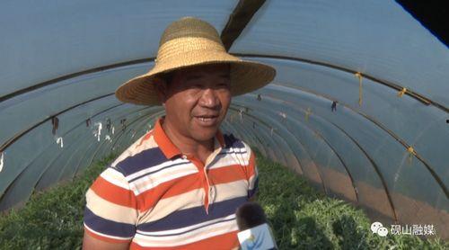 吃瓜群众抢鲜西瓜直播,吃瓜群众抢鲜西瓜直播，夏日狂欢来袭！