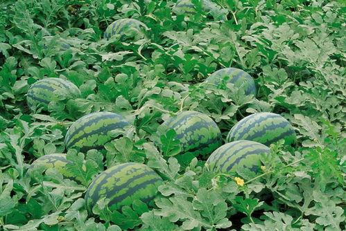 吃瓜wx群留学,海外生活趣事大盘点