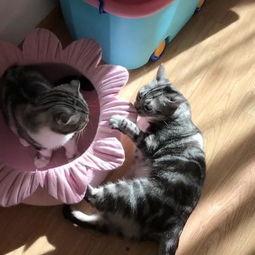 喵小吉吃瓜花絮,萌宠美食日记