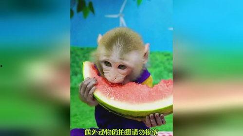 吃瓜猴子在想什么,揭秘内心世界