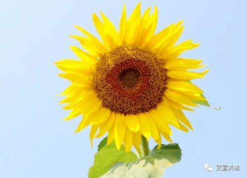 吃瓜就别去赏花,品味生活多重滋味