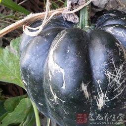 方瓜种怎么吃,解锁美味新境界