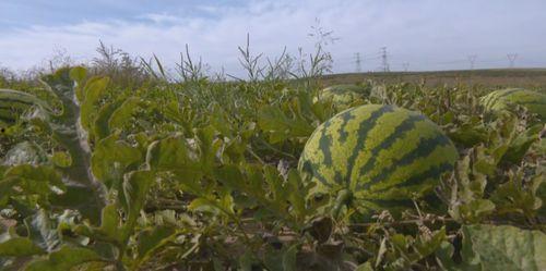 小城市吃瓜群众,揭秘日常生活中的趣味故事