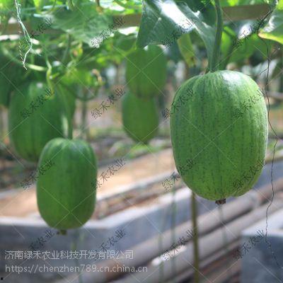 山东郓城吃瓜,探寻山东郓城独特的吃瓜文化