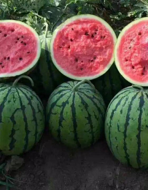 河北近期吃瓜事件,揭秘网络谣言背后的真相与反思