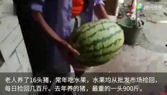 怎么吃瓜视频,短视频中的趣味生活指南