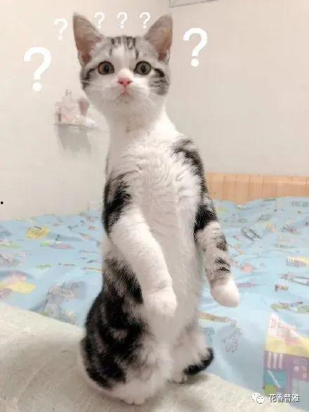 吃瓜喵星人,揭秘吃瓜喵星人的趣味生活