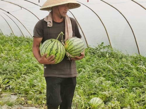 吃瓜合集‘,揭秘娱乐圈那些不为人知的幕后故事