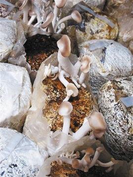 吃瓜蘑菇视频,一场视觉与味觉的双重盛宴