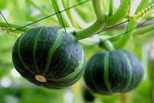 玫瑰瓜怎么吃,探索美味与浪漫的完美融合