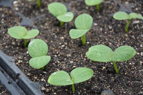 面瓜长毛可以吃吗,能否食用及安全指南