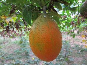 木鳖瓜吃声控,一场与自然共舞的奇妙之旅