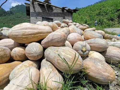 靠靠和平吃瓜,揭秘网络时代的和谐共处之道