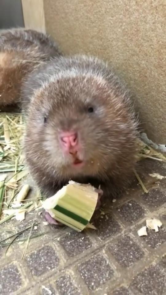 竹鼠吃茄瓜,邂逅茄瓜的甜蜜邂逅