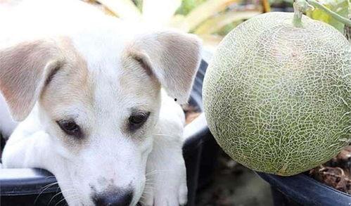 给小狗吃哈密瓜