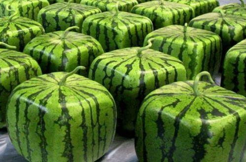 中国最有实力的吃瓜,揭秘中国最具影响力的“吃瓜群众”圈层