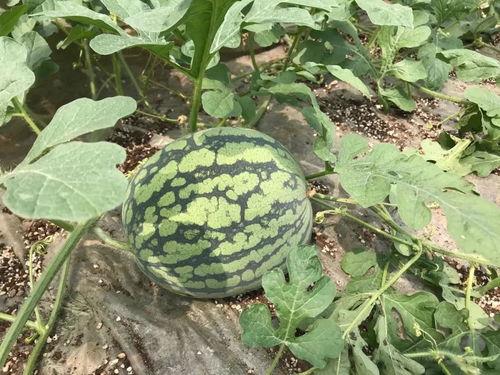 梦到吃花皮瓜,揭秘花皮瓜的神秘诱惑