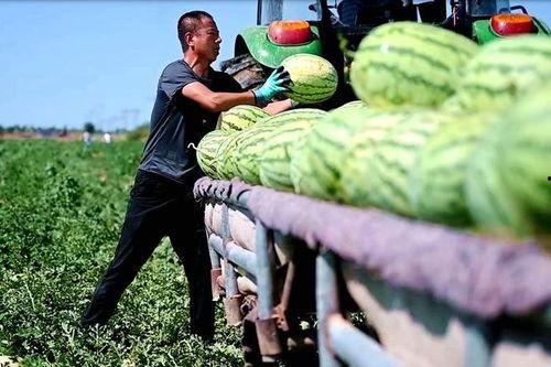 务川镇南吃瓜比赛,全民共赴吃瓜狂欢盛宴”