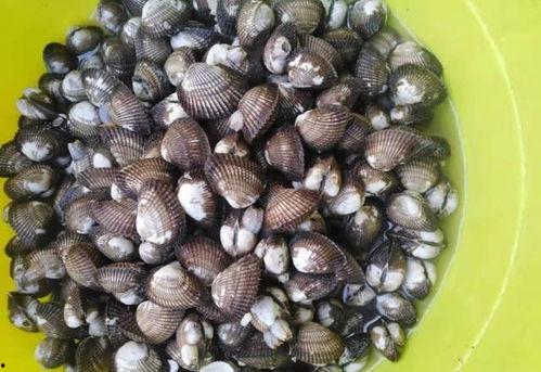 鬼瓜螺怎么吃,解锁美味新体验