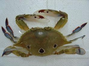 吃海蟹后可以吃蜜瓜吗,美味与健康的双重享受