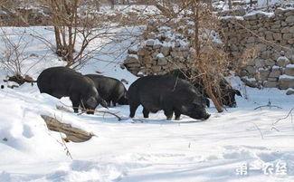 大黑猪吃瓜,大黑猪的瓜田奇遇记