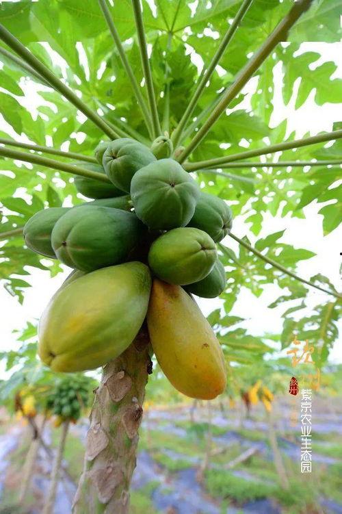 福建农业吃瓜,瓜果飘香，田园风光里的甜蜜产业