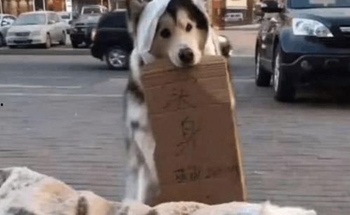 自家狗狗吃瓜群众,揭秘狗狗的瓜瓜世界