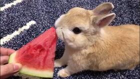兔子吃瓜动图,可爱动图引网友热议