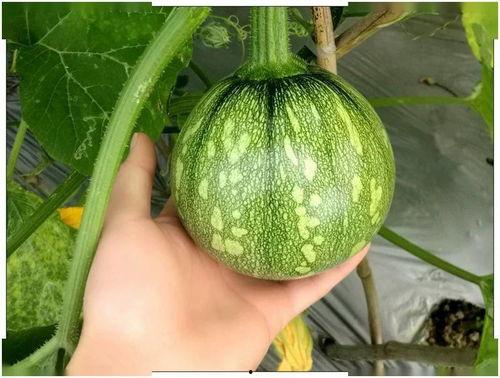 小绵绵吃瓜,小绵绵的瓜田奇遇记